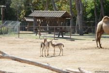 Первыми посетителями Бакинского зоопарка стали дети шехидов и воспитанники детдомов (ФОТО)