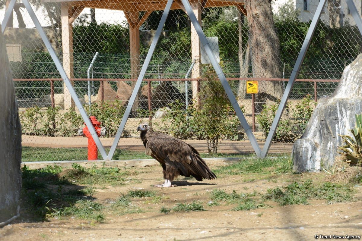 Bakı Zooloji Parkının ilk ziyarətçiləri şəhid övladları və uşaq evlərinin sakinləri olub (FOTO)