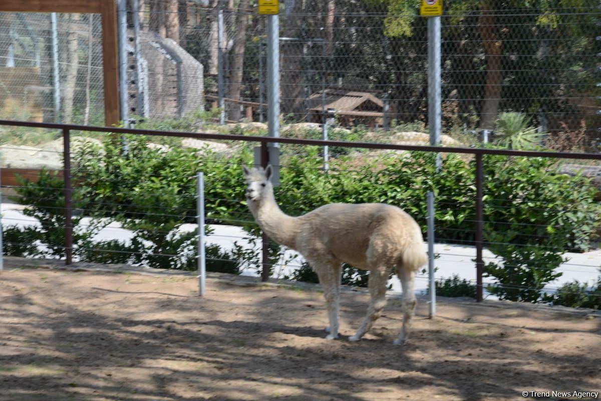 Children of martyrs and from orphanages become first visitors of Baku Zoo (PHOTO)