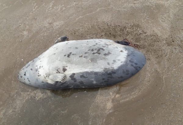 Pirşağı sahilində 10-a yaxın ölmüş suiti aşkarlanıb (FOTO)