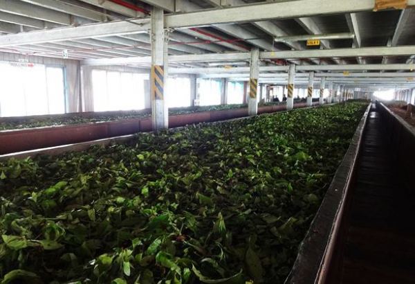 Volume of tea purchased from Iranian farmers surges