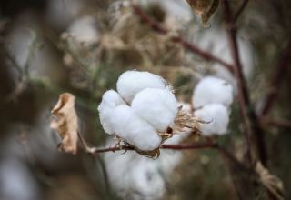 Azerbaijan's export value of cotton grows in 4M2022