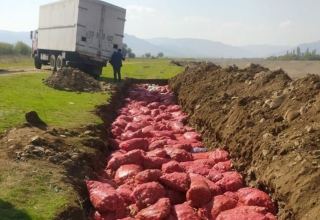 Утилизировано почти 70 тонн непригодного к посеву семенного картофеля, ввозимого в Азербайджан из России