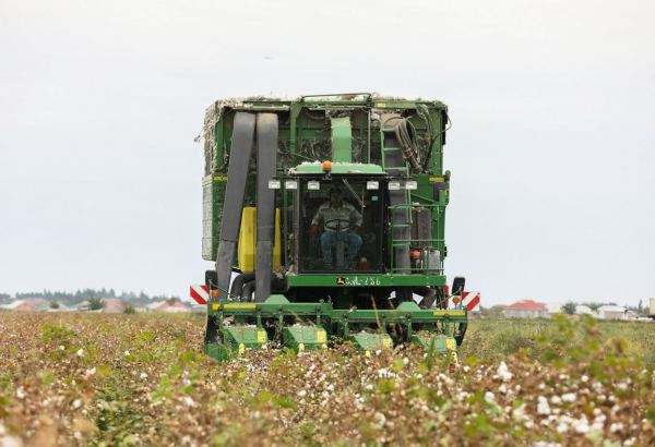 Cotton harvest in Uzbekistan increases sharply