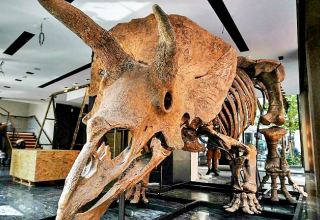 World's biggest triceratops sells for $7.7 million in Paris