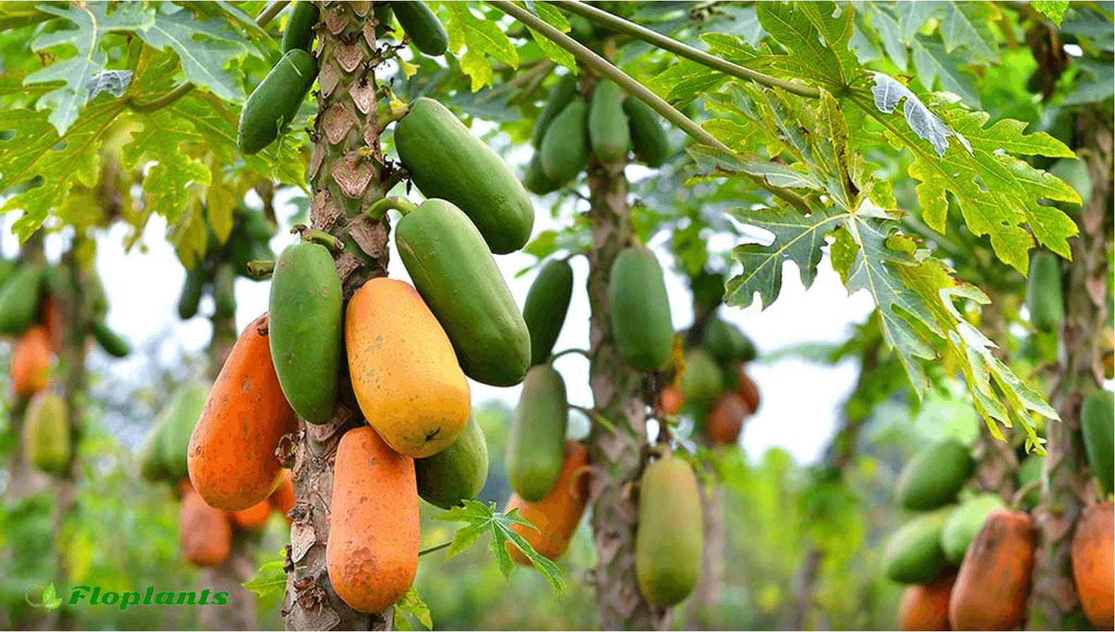Turkmenistan starts experimental growth of papaya in Mary region