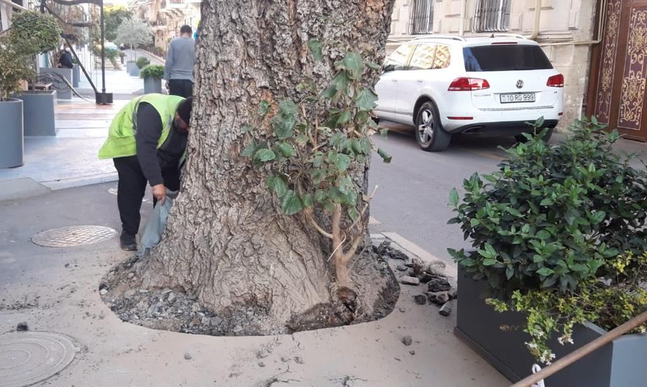 Nəsimi rayonunda ağacın dibi betondan təmizlənib