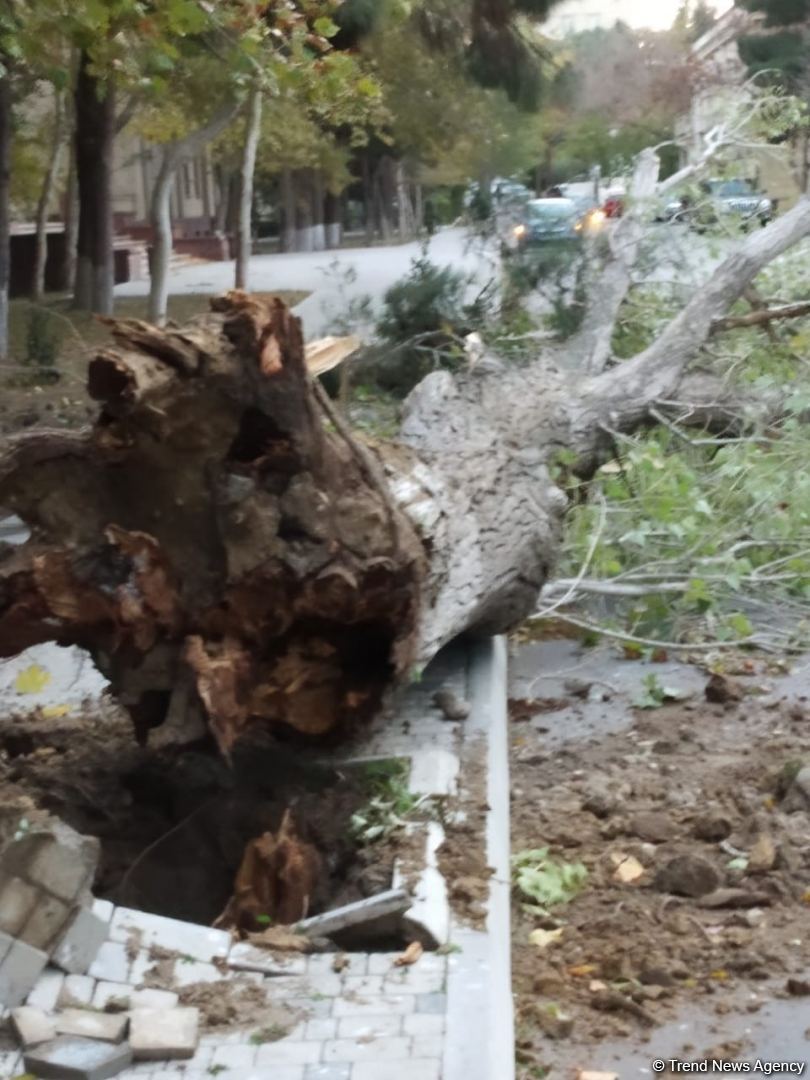 В Баку сильный ветер с корнем вырвал деревья (ФОТО)