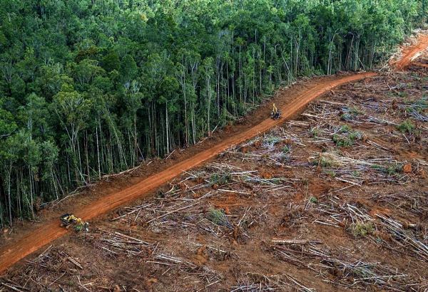 Amazoniya meşələrinin qırılması son 15 ilin pik nöqtəsinə çatıb