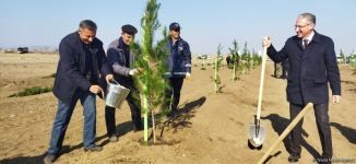 Ağdamda meşə massivi salınıb (FOTO)