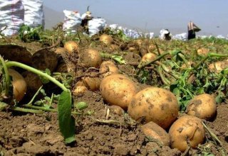 Азербайджан вошел в топ-5 стран-крупнейших импортеров картофеля из Грузии