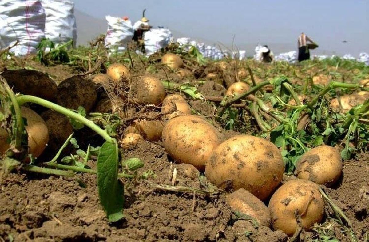 Азербайджан вошел в топ-5 стран-крупнейших импортеров картофеля из Грузии