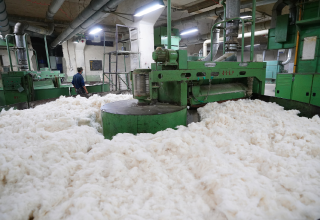 Tajikistan reveals volume of cotton exports