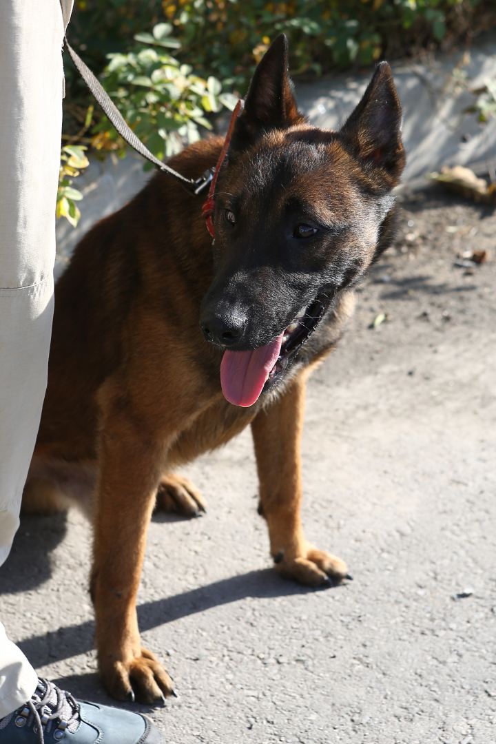 Институт наследия Маршалла США отправил в Азербайджан еще 8 собак-миноискателей (ФОТО) - Gallery Image