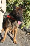US Marshall Legacy Institute sends eight more mine detection dogs to Azerbaijan (PHOTO)