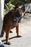 Институт наследия Маршалла США отправил в Азербайджан еще 8 собак-миноискателей (ФОТО) - Gallery Thumbnail