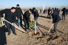Azərbaycan həmkarlar ittifaqlarının əməkdaşları ağacəkmə aksiyasında iştirak ediblər (FOTO) - Gallery Thumbnail