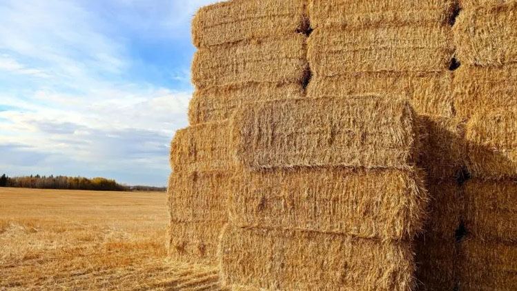 Iran to import hay from Russia