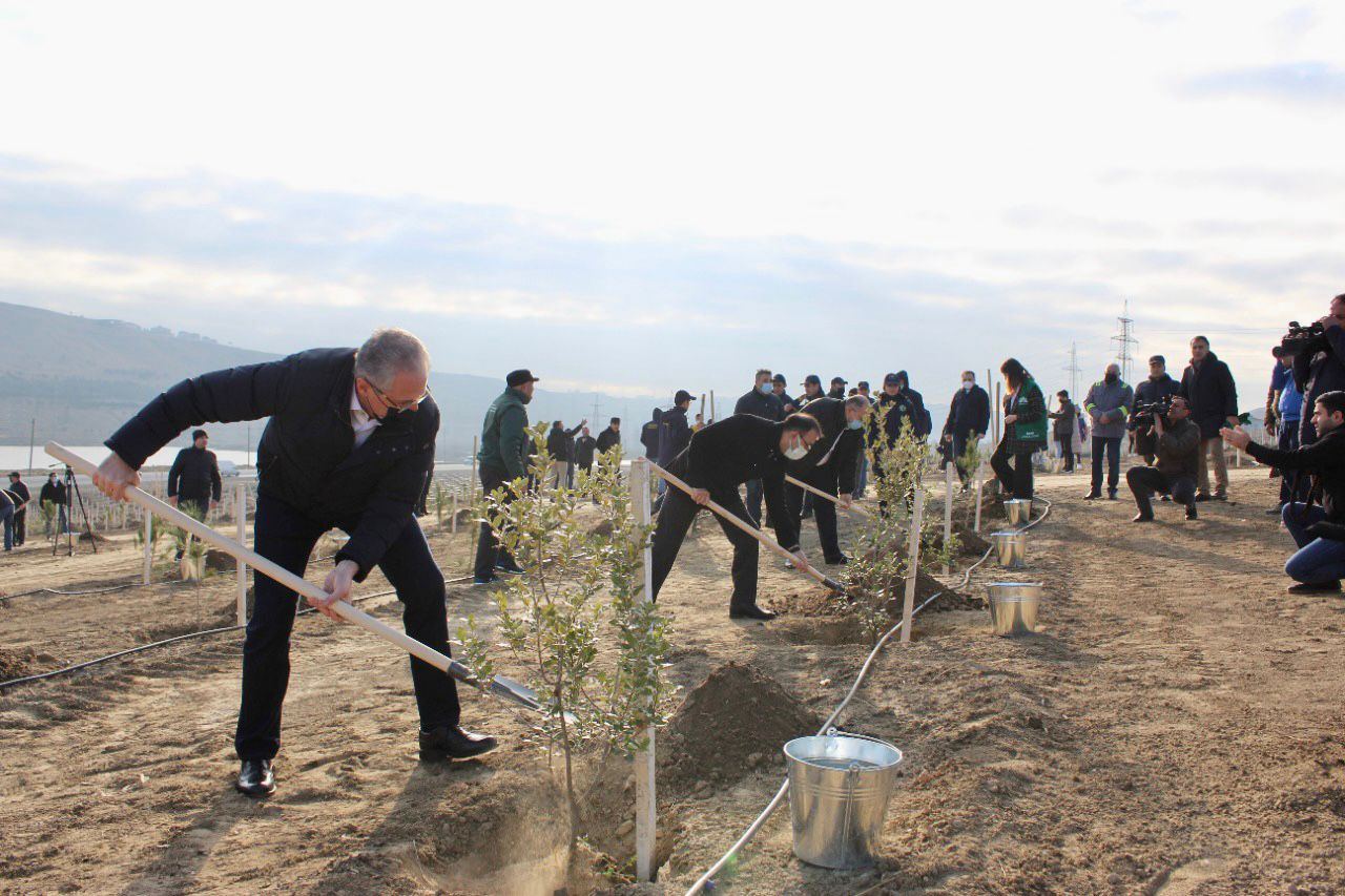В рамках "Зеленого марафона" в Азербайджане продолжаются акции по посадке деревьев (ФОТО) - Gallery Image