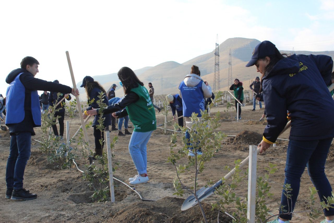 В рамках "Зеленого марафона" в Азербайджане продолжаются акции по посадке деревьев (ФОТО) - Gallery Image