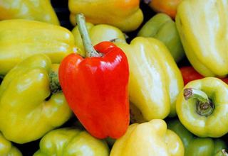 Vegetable pathogen detected in batch of pepper imported to Azerbaijan
