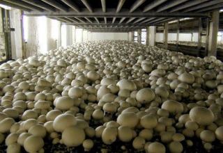 First harvest gathered in mushroom greenhouse in Turkmenistan’s Mary region
