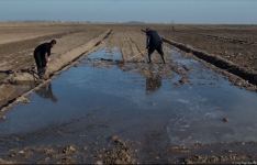 Several wheat varieties sown in Azerbaijan's liberated lands (PHOTO)