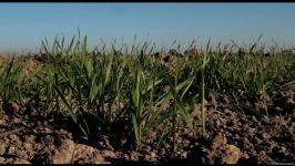 Several wheat varieties sown in Azerbaijan's liberated lands (PHOTO)