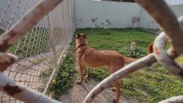 К разминированию освобожденных территорий Азербайджана привлечены специально обученные собаки (ФОТО/ВИДЕО)