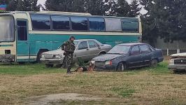 К разминированию освобожденных территорий Азербайджана привлечены специально обученные собаки (ФОТО/ВИДЕО)