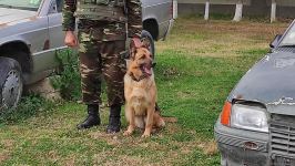К разминированию освобожденных территорий Азербайджана привлечены специально обученные собаки (ФОТО/ВИДЕО)
