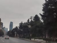 В Баку устанавливают новогодние елки (ФОТО)