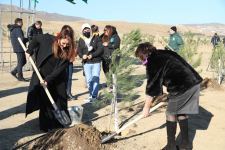 В Баку прошла акция по посадке деревьев, приуроченная к 60-летнему юбилею Президента Ильхама Алиева (ФОТО)