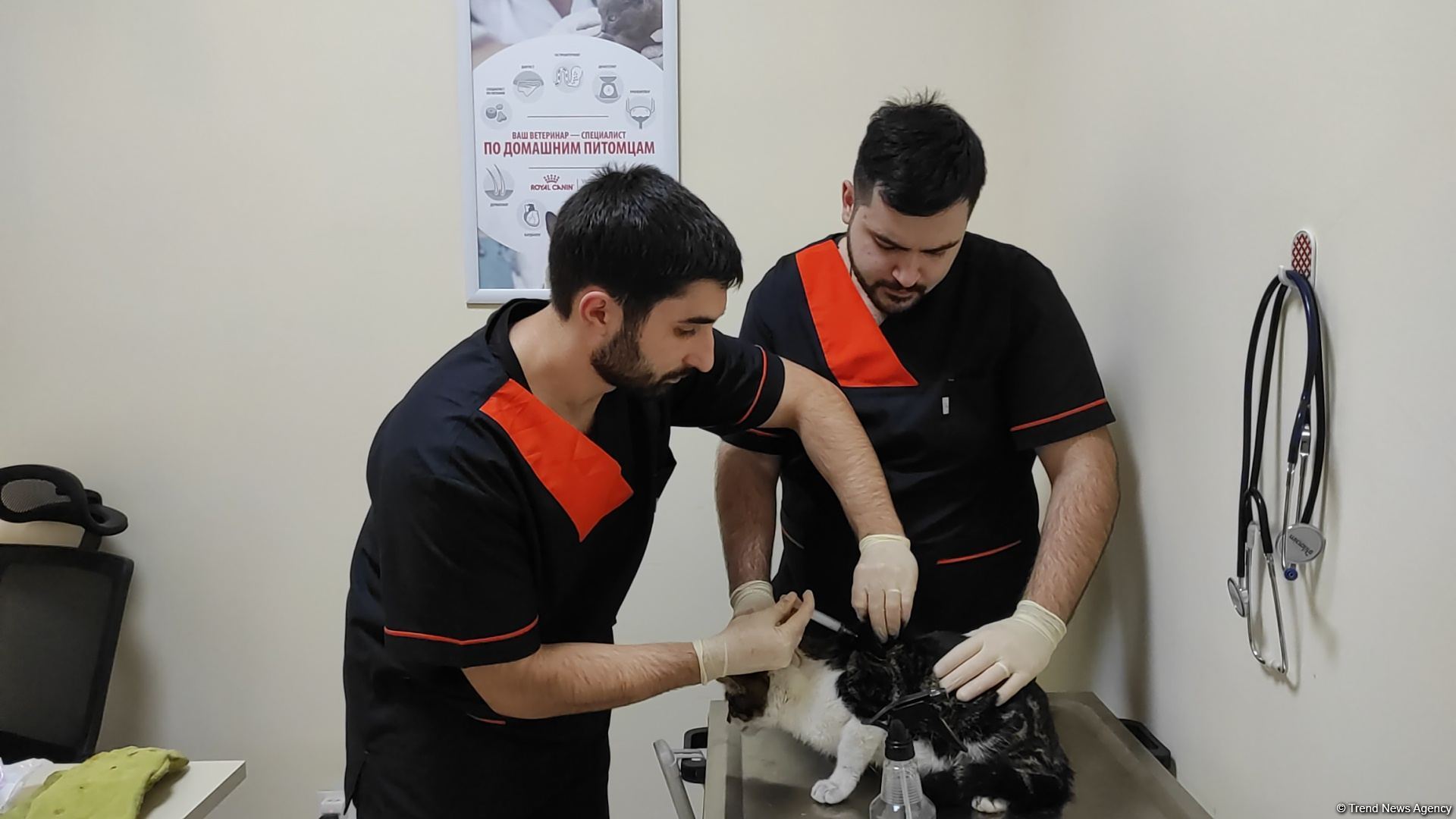 В первую самую крупную и современную на Южном Кавказе ветеринарную клинику в Баку уже поступают обращения - Trend TV (ФОТО/ВИДЕО)