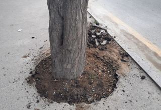 Ağacların dibi asfaltdan təmizlənib (FOTO)