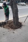 Ağacların dibi asfaltdan təmizlənib (FOTO)