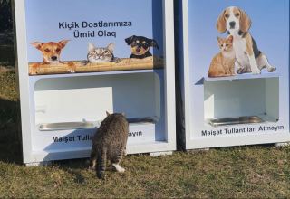 В Баку реализуется пилотный проект помощи бездомным животным