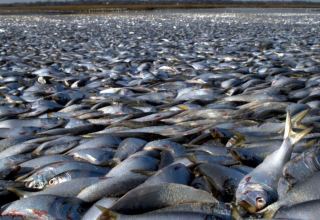 Тонны мертвой рыбы выброшены на берег во время аномальной жары в Австралии