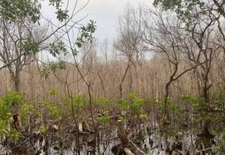 Mystery of Maldives’ dying mangroves and India’s role in quest to save them