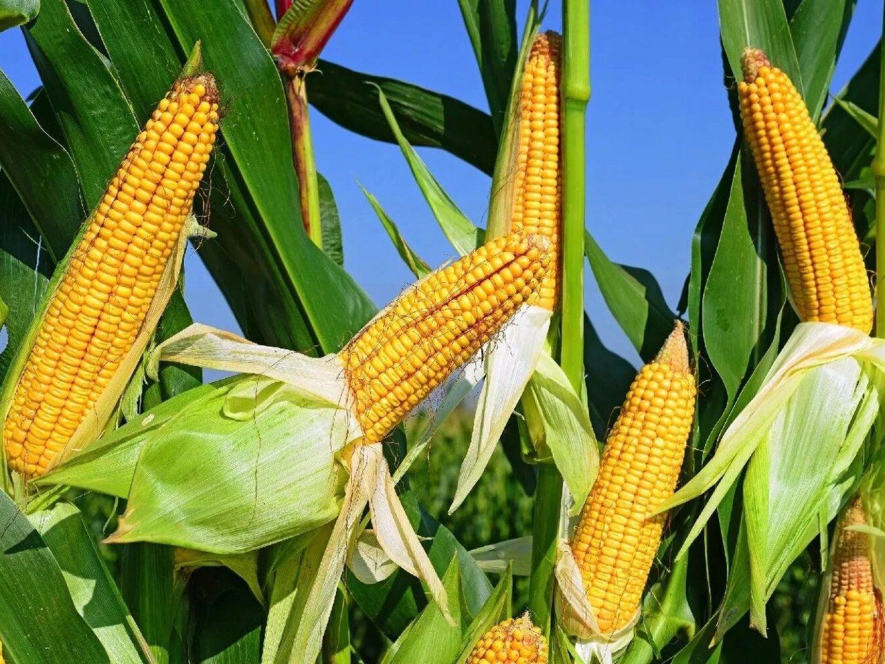 В Агджабеди будут выращивать кукурузу для изготовления попкорна