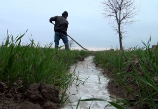 Агдамские фермеры поблагодарили Президента Ильхама Алиева за ускоренные работы по организации процесса орошения - Репортаж Trend TV