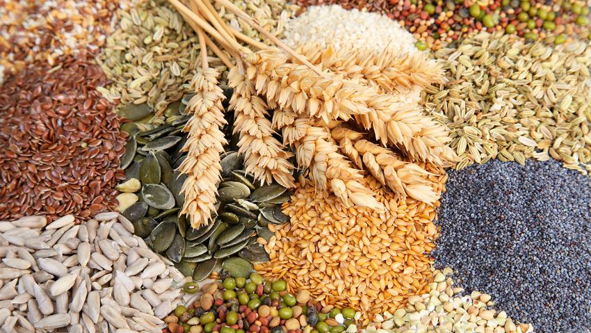 Kyrgyzstan addresses seed import issues to boost agricultural production
