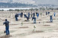 Bu gün Xocasən qəsəbəsində 4000 ağac əkilib (FOTO)