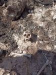 Xocalı rayonunun Fərrux kəndində insan skeletləri aşkar edilib (FOTO)