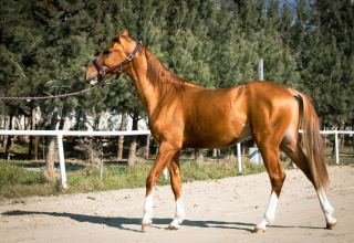 Azerbaijan’s Agriculture Ministry to auction Karabakh horses for first time (PHOTO)