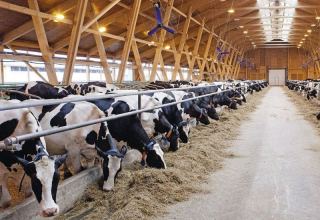 Russia names volume of livestock export to Azerbaijan