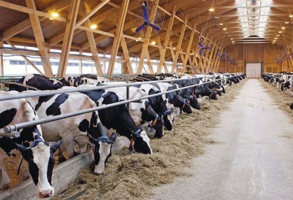 Azerbaijan reveals growth rate of livestock production