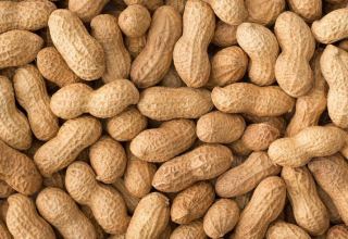 Uzbekistan discloses volume of peanut exported in 2M2023