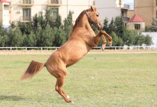 Preparations ongoing for first auction for sale of Karabakh horses in Azerbaijan (PHOTO)