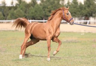 Azerbaijan to auction Karabakh horses on permanent basis - ministry